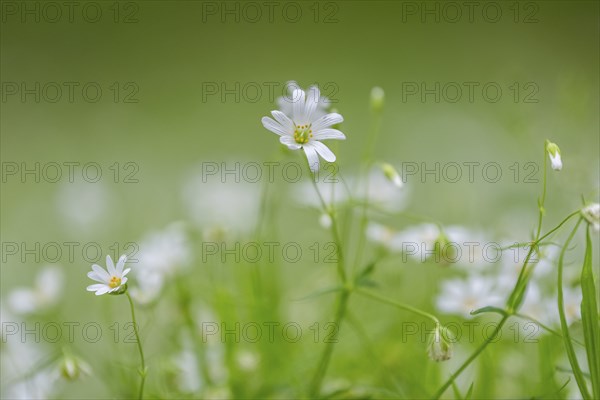 Close-up of greater stitchwort (Rabelera holostea) blossoms in spring, Bavaria, Germany, Europe