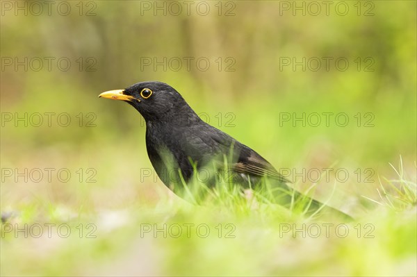 Common blackbird (Turdus merula) on a meadow, Bavaria, Germany, Europe