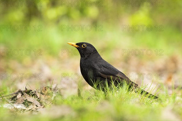 Common blackbird (Turdus merula) on a meadow, Bavaria, Germany, Europe