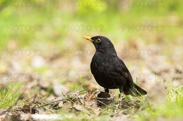 Common blackbird (Turdus merula) on a meadow, Bavaria, Germany, Europe