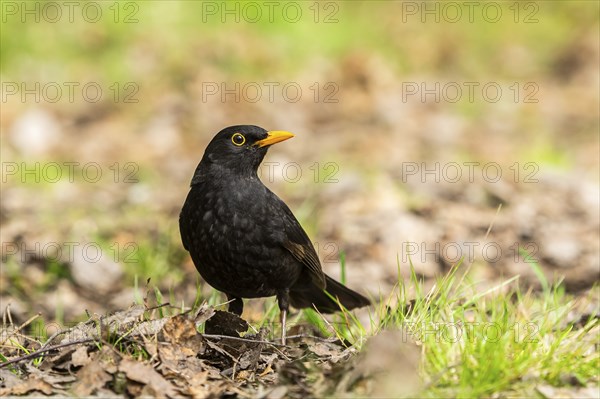 Common blackbird (Turdus merula) on a meadow, Bavaria, Germany, Europe