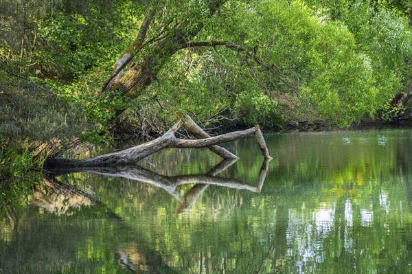 Close-up of a tree felled by a European beaver (Castor fiber) lying in the water, Franconia,