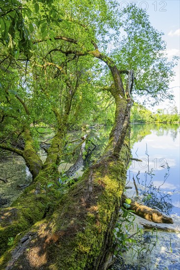 Brittle willow (Salix fragilis) at a lake, Bavaria, Germany, Europe