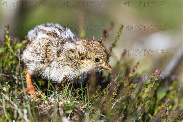 Chick of Red-legged Partridge, Alectoris rufa, North York Moors National Park, Yorkshire, England,