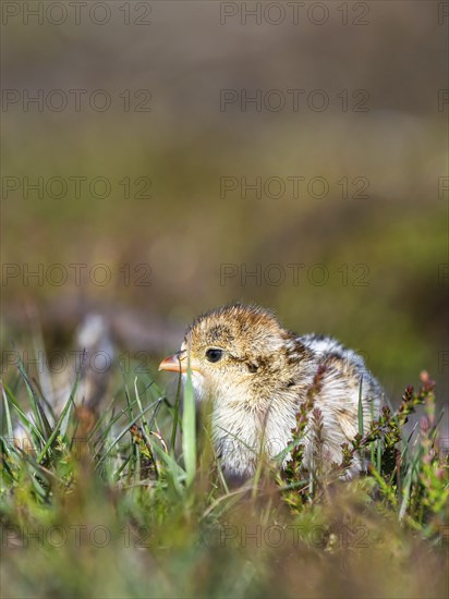 Chick of Red-legged Partridge, Alectoris rufa, North York Moors National Park, Yorkshire, England,