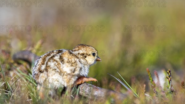 Chick of Red-legged Partridge, Alectoris rufa, North York Moors National Park, Yorkshire, England,