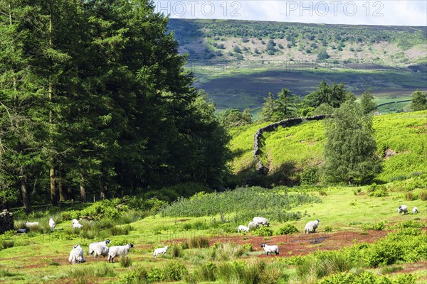 Farms and Sheeps in North York Moors National Park, Yorkshire, England, United Kingdom, Europe