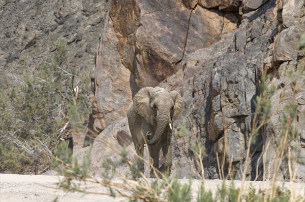 Desert elephant (Loxodonta africana) in the Hoarusib dry river, Kaokoveld, Kunene region, Namibia,