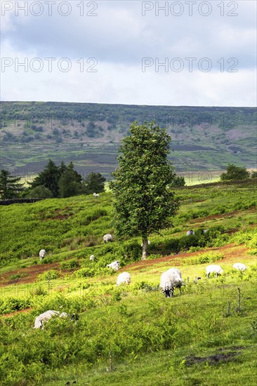 Farms and Sheeps in North York Moors National Park, Yorkshire, England, United Kingdom, Europe