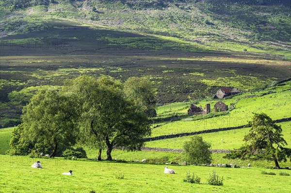 Farms and Sheeps in North York Moors National Park, Yorkshire, England, United Kingdom, Europe