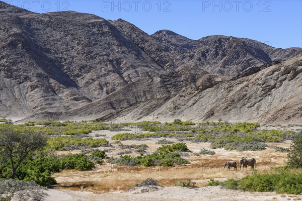 Desert elephants (Loxodonta africana) in the Hoanib dry river, Kaokoveld, Kunene region, Namibia,