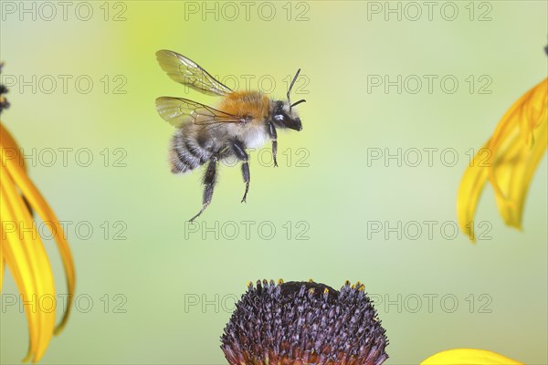 Common carder-bee (Bombus pascuorum), in flight, highspeed nature photo, above yellow coneflower