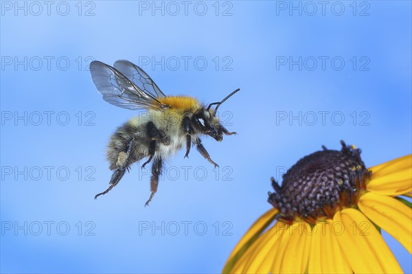 Common carder-bee (Bombus pascuorum), in flight, highspeed nature photo, on yellow coneflower