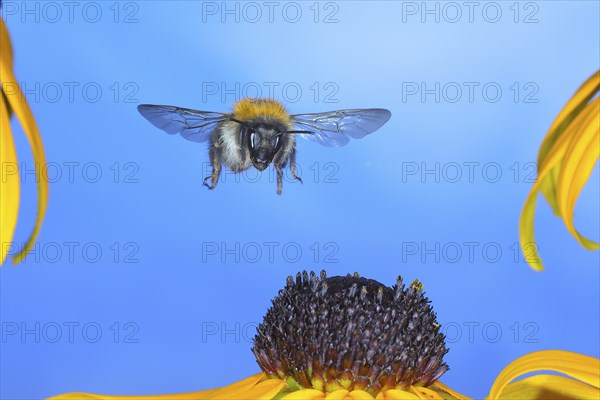 Common carder-bee (Bombus pascuorum), in flight, highspeed nature photo, above yellow coneflower