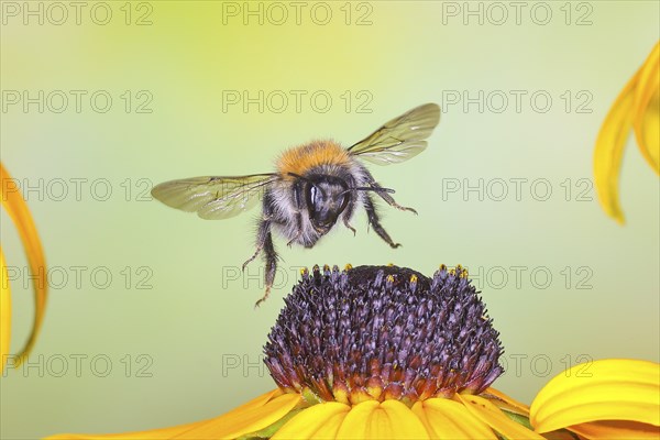 Common carder-bee (Bombus pascuorum), in flight, highspeed nature photo, above yellow coneflower