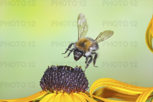Common carder-bee (Bombus pascuorum), in flight, highspeed nature photo, above yellow coneflower