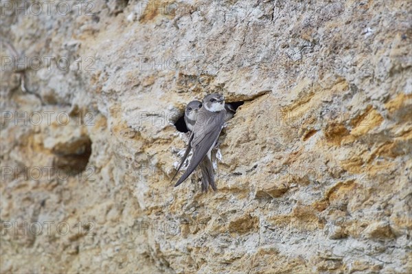 A sand martin (Riparia riparia) with a juvenile in a nest in a cliff, Poel Island,