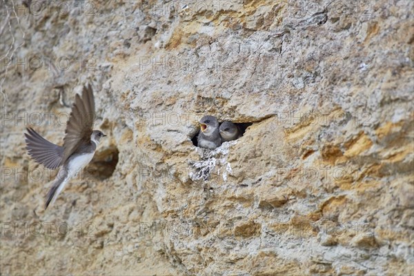 A sand martin (Riparia riparia) flies to a nest in a cliff while the young await it, Poel Island,