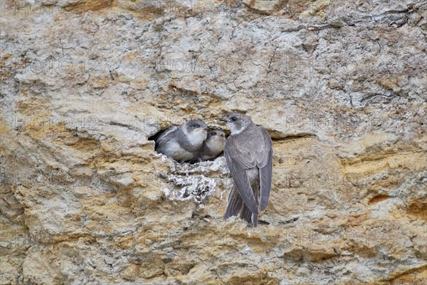 A sand martin (Riparia riparia) feeding two chicks in a nest on a cliff, Poel Island,