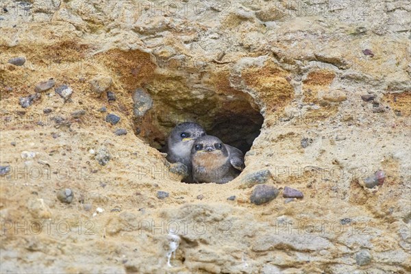 Two small sand martins (Riparia riparia) in a nest in a cave in the cliffs, Poel Island,