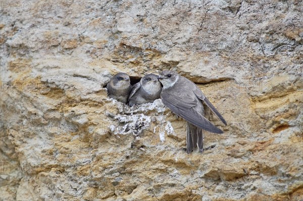 Three little sand martins (Riparia riparia) in a nest in a cliff, with mother, Poel Island,