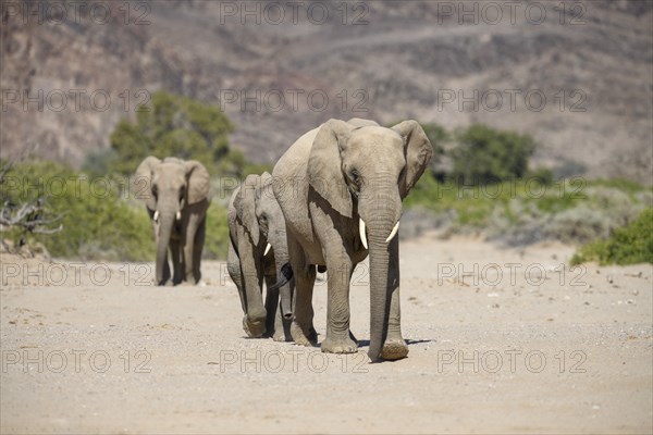 Desert elephants (Loxodonta africana) in the Hoanib dry river, Kaokoveld, Kunene region, Namibia,