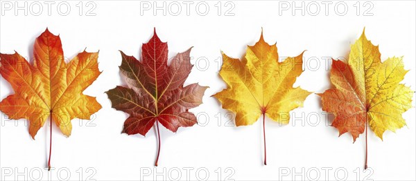 Four maple leaves in varying shades of orange, red, and yellow arranged neatly in a row, AI