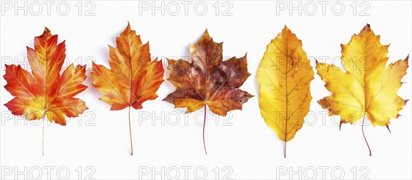 Five autumn leaves in varying colors from red to yellow are neatly arranged against a white