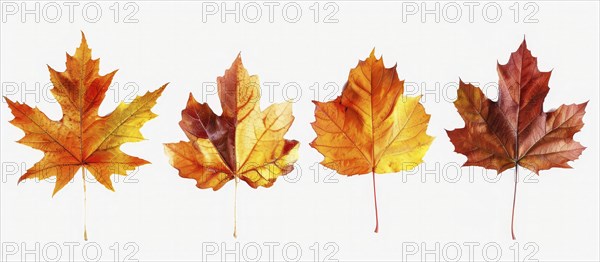 Four golden to reddish maple leaves showcasing diverse autumn colors placed in a row, AI generated