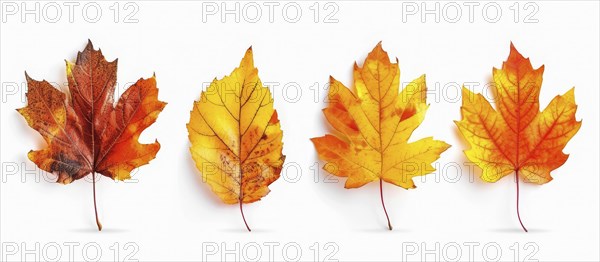 Four maple leaves in various stages of autumn coloration from yellow to red displayed against a
