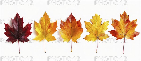 Five maple leaves ranging in color from red to yellow aligned in a single row on a white