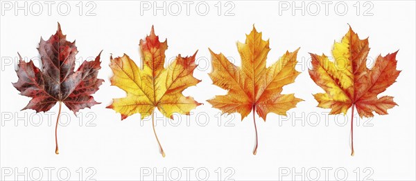 Four maple leaves in vibrant autumn colors of red, orange, and yellow placed in a neat row, AI