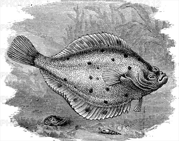 Flounder, Platichthys flesus, a flatfish from the coastal waters of Europe, illustration from 1880,