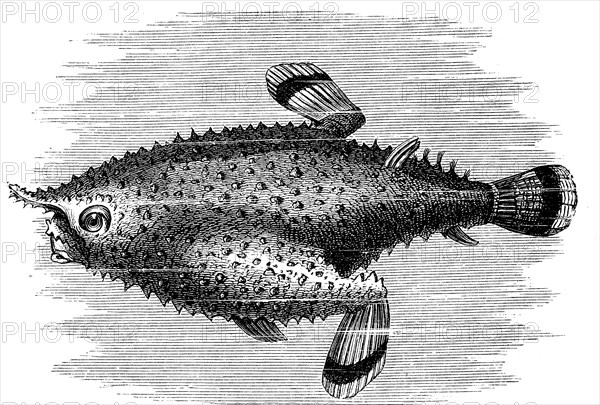 Pinniped batfish, Platax pinnatus, illustration from 1880, historical, digital reproduction of an