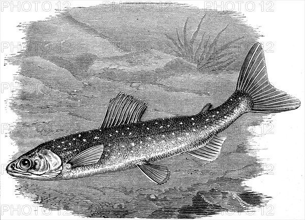 Salvelinus umbla, also known as Arctic char, is a species of char that is found in certain lakes in
