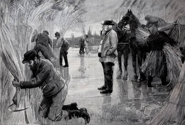 Farmers harvesting reeds on the frozen Havel, near Wittenberge in Germany, in 1895, Historical,