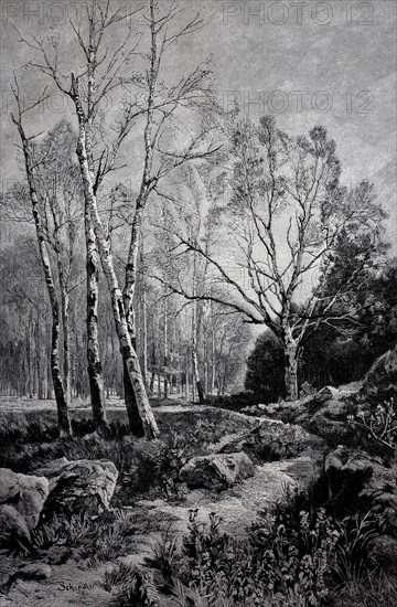 Birch forest, young birch trees in early spring, Germany, in 1880, Historical, digital reproduction