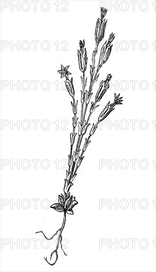 Gentiana utriculosa, illustration from 1890, historical, digital reproduction of an original from