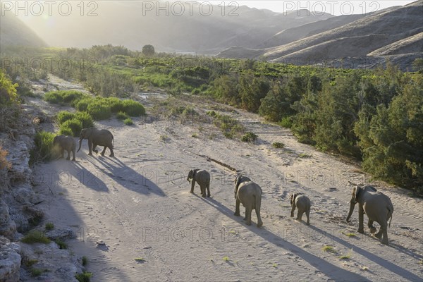 Desert elephants (Loxodonta africana) in the Hoanib dry river, Kaokoveld, Kunene region, Namibia,