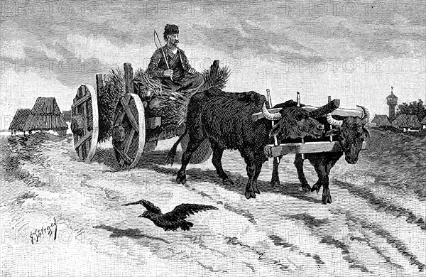 Ox team of a farmer from Bulgaria in 1880, historical, digital reproduction of an original from the