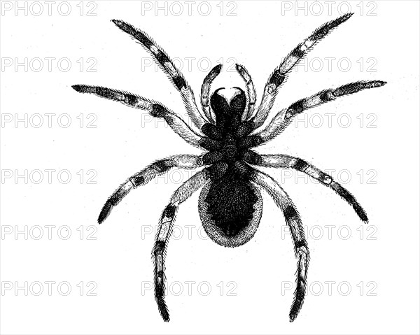 Hogna radiata, web spider from the wolf spider family, underside, illustration from 1890,