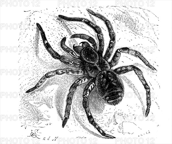 Hogna radiata, web spider from the wolf spider family, back, illustration from 1890, historical,