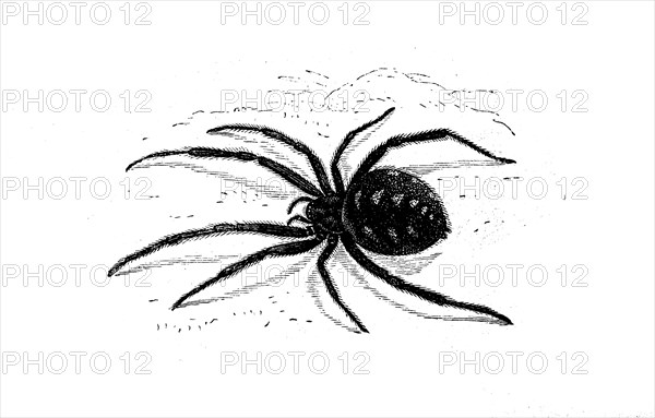 European or Mediterranean black widow, Latrodectus tredecimguttatus, Malmignatte or Karakur, a