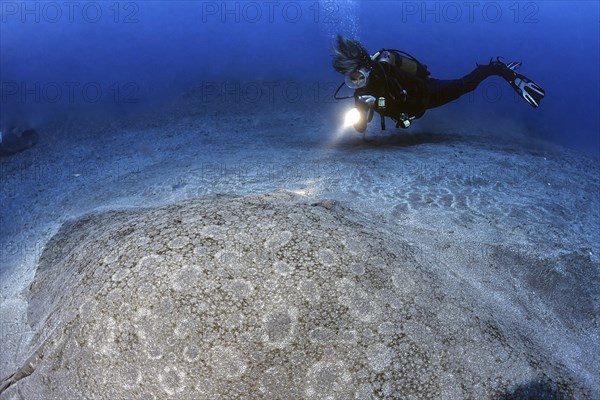 Diver diver looking at swims in front of illuminated large butterfly ray (Gymnura altavela) giant