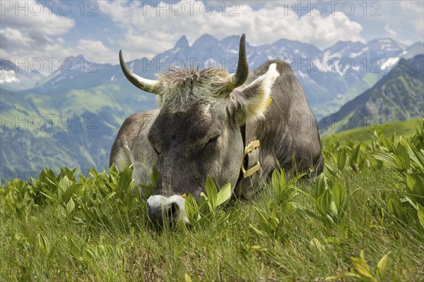 Allgäu brown cattle (Bos primigenius taurus) on the Fellhorn, behind them the Allgäu main ridge