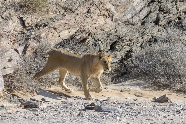 Young desert lion (Panthera leo) in the Hoanib dry river, male animal, Kaokoveld, Kunene region,