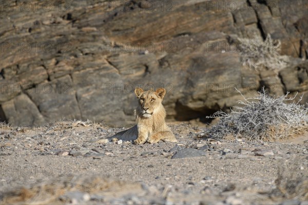 Young desert lion (Panthera leo) in the Hoanib dry river, male animal, Kaokoveld, Kunene region,