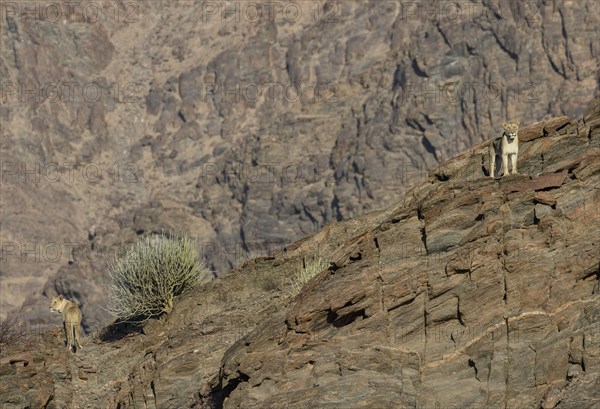 Desert lions (Panthera leo) on a rock in the Hoanib dry river, females, Kaokoveld, Kunene region,