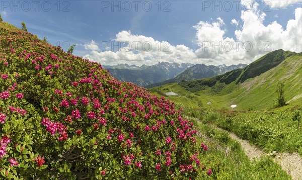 Alpine rose blossom, panorama from the Fellhorn over the Schlappoldsee and mountain station of the