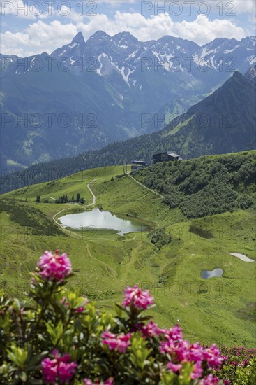 Alpine rose blossom, panorama from the Fellhorn over the Schlappoldsee and mountain station of the